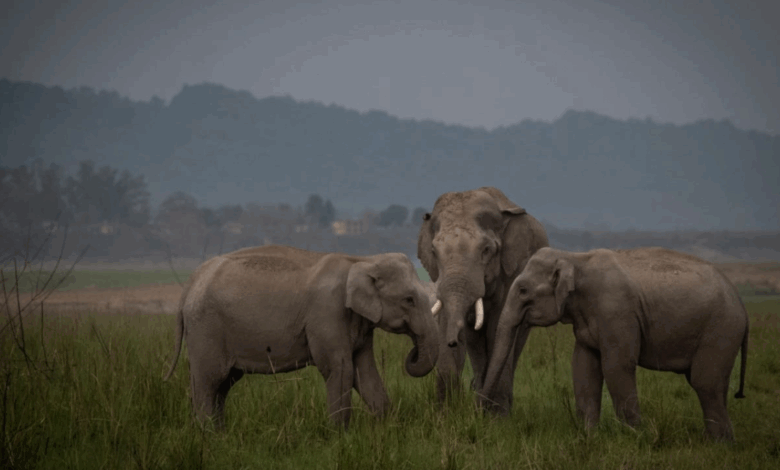 World Elephant Day 2025 to be Celebrated in Coimbatore,Tamil Nadu on August 12