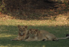 World Lion Day 2025 to be celebrated tomorrow in Gujarat