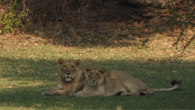 World Lion Day 2025 to be celebrated tomorrow in Gujarat