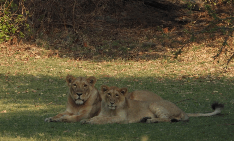 World Lion Day 2025 to be celebrated tomorrow in Gujarat