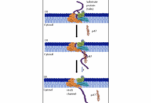 Unsung helper that protects cells from mechanical stress holds the therapeutic promise