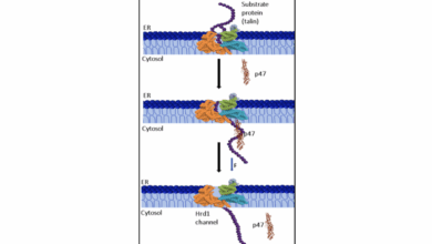 Unsung helper that protects cells from mechanical stress holds the therapeutic promise