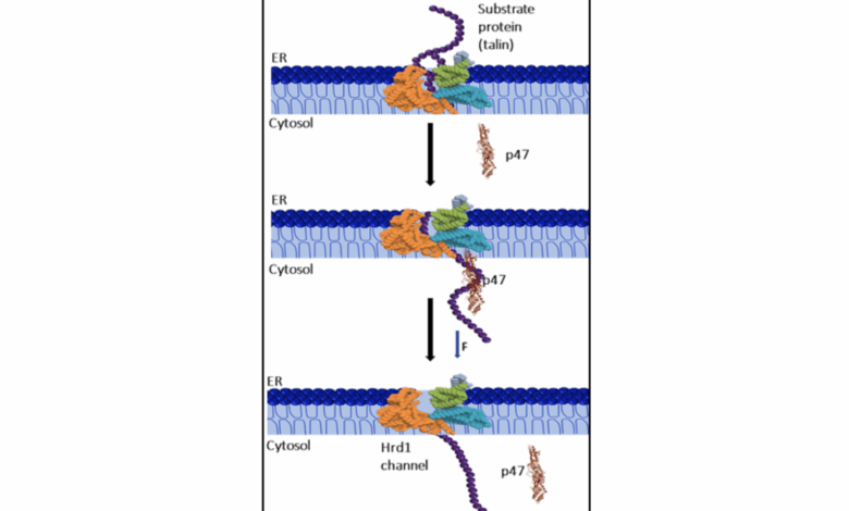 Unsung helper that protects cells from mechanical stress holds the therapeutic promise
